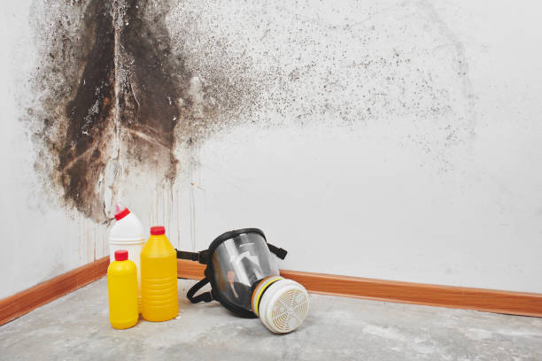 Best Mold Damage Repair  in Chillicothe, OH