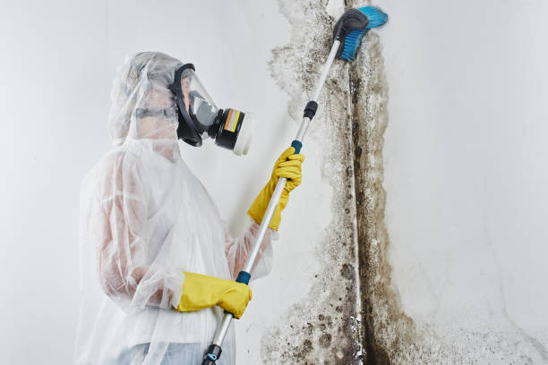 Best Certified Mold Removal  in Chillicothe, OH