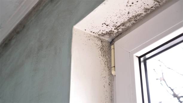 Trusted Chillicothe, OH Mold Removal Experts