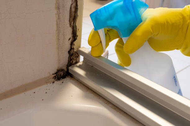 Best Office Mold Removal Services  in Chillicothe, OH