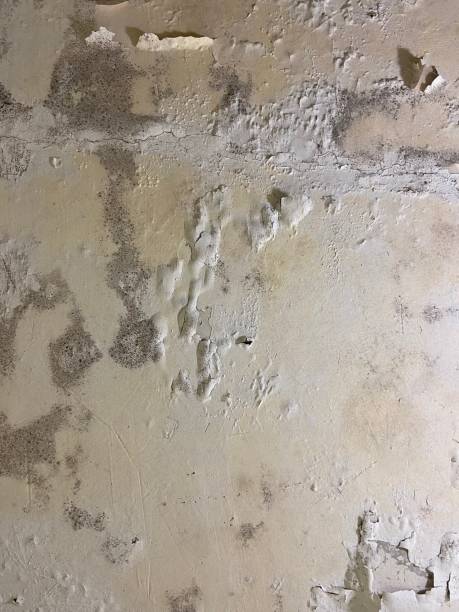 Best Toxic Mold Removal  in Chillicothe, OH