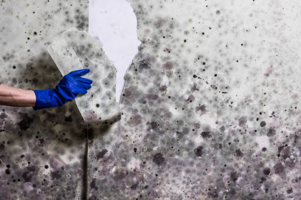 Best Local Mold Removal Service  in Chillicothe, OH